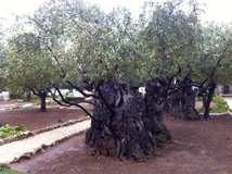 Ancient Olive Trees at Gesthemene