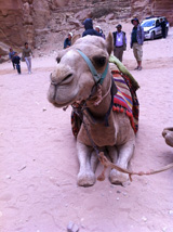 Josh's Camel at Petra